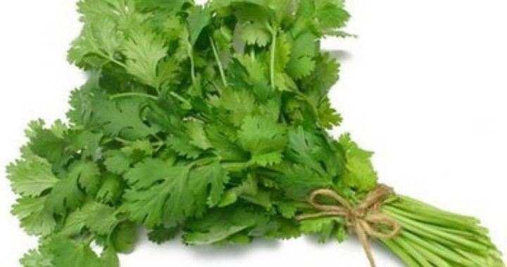 El perejil, Cultivo y propiedades